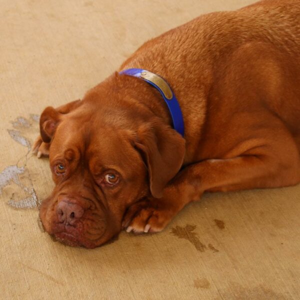 Betrayed After Years of Loyalty: How Rooney the Dog Was Abandoned-1