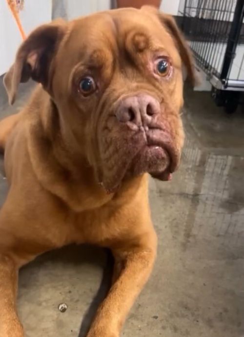 Betrayed After Years of Loyalty: How Rooney the Dog Was Abandoned-1