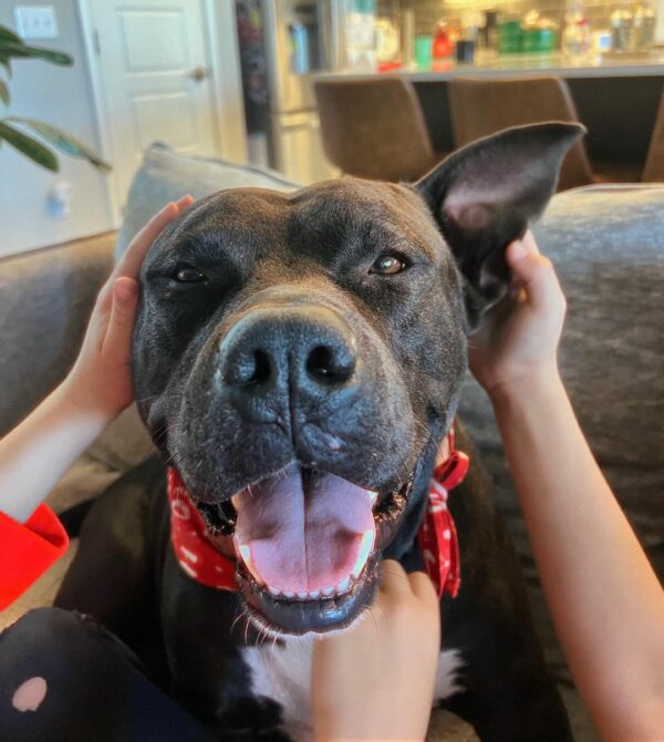 Black Dog's Journey from Heartbreak to Happiness Will Move You-1