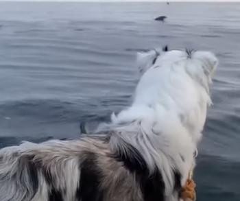 Captivating Encounter: Australian Shepherd Meets Dolphins!-1