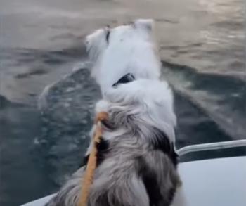 Captivating Encounter: Australian Shepherd Meets Dolphins!-1