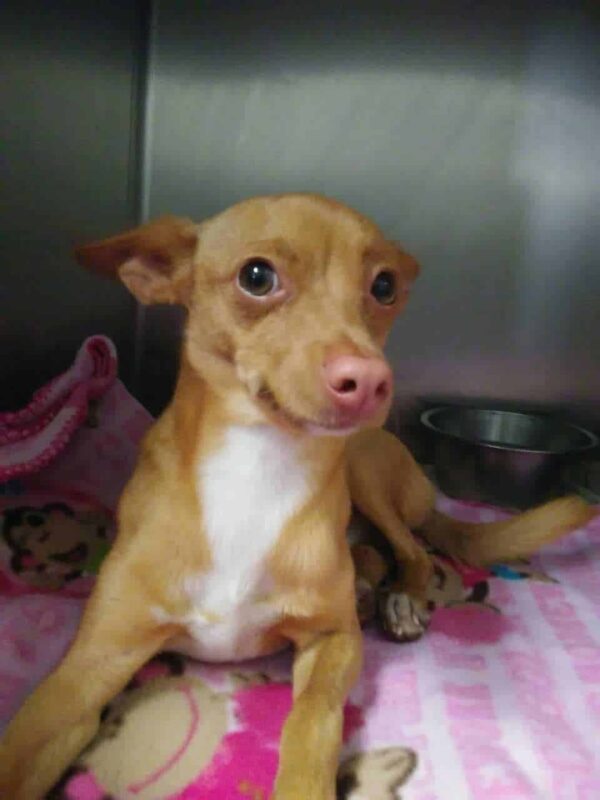 Construction Site Rescue: The Tale of a Stray Dog's Quest for a Forever Home-1