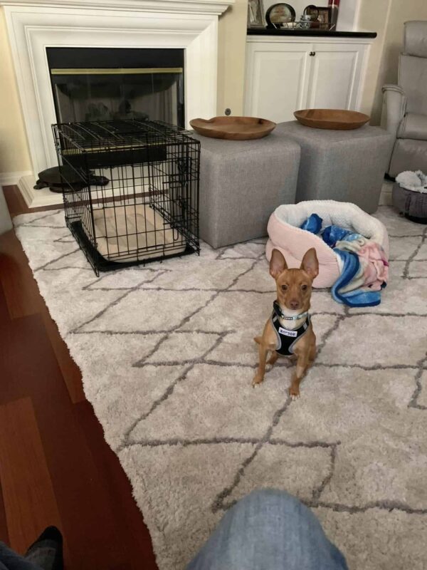 Construction Site Rescue: The Tale of a Stray Dog's Quest for a Forever Home-1