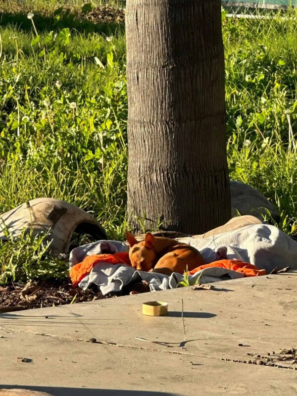 Construction Site Rescue: The Tale of a Stray Dog's Quest for a Forever Home-1