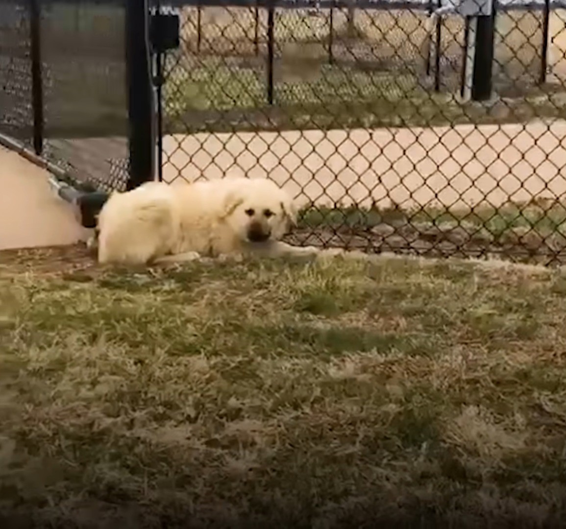 Couple Discovers Abandoned Blind Dog and Sibling on Their Doorstep ...