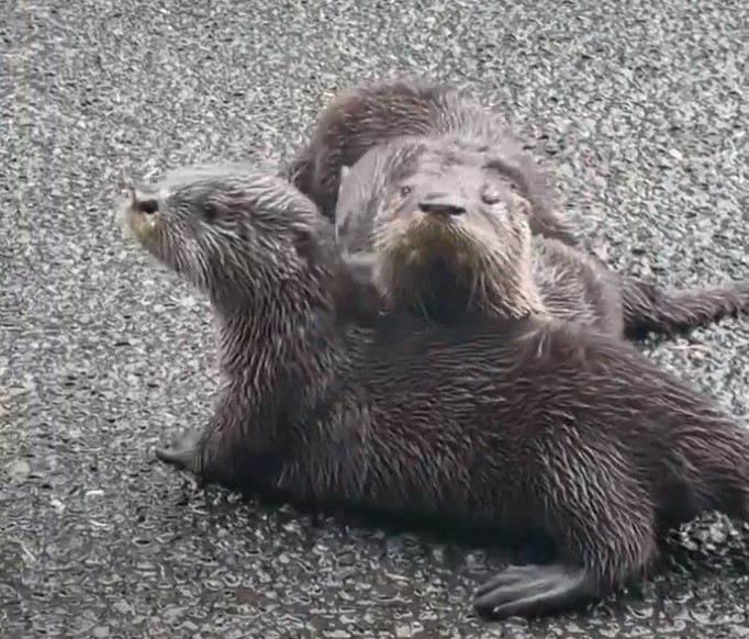 Couple's Unbelievable Encounter on a Misty Road