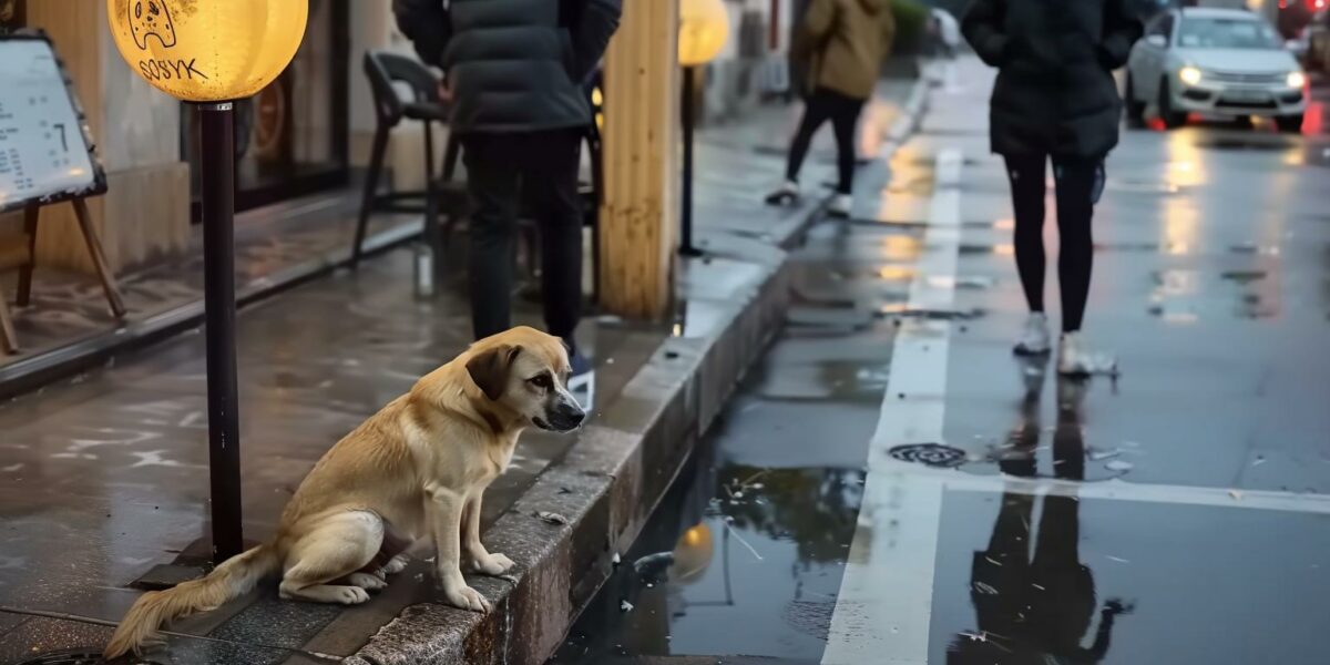 Desperate and Pregnant: How A Lonely Dog Found Hope Outside A Busy Restaurant