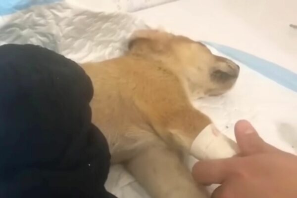 El valiente viaje de una madre desesperada para salvar a su cachorro herido-1