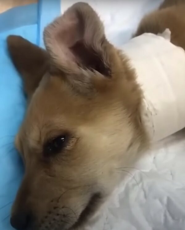 El valiente viaje de una madre desesperada para salvar a su cachorro herido-1