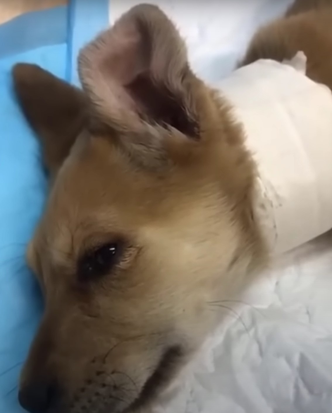 Desperate Mother Dog's Brave Journey to Save Her Injured Puppy