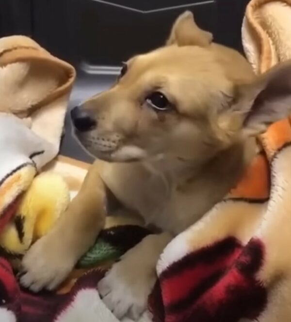 El valiente viaje de una madre desesperada para salvar a su cachorro herido-1