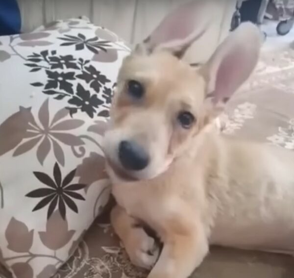 El valiente viaje de una madre desesperada para salvar a su cachorro herido-1