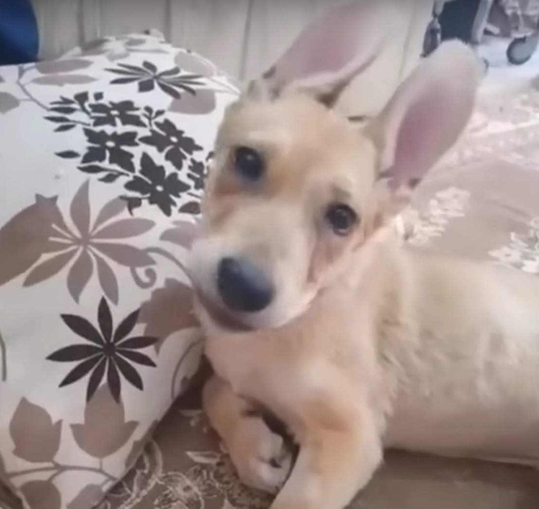 Desperate Mother Dog's Brave Journey to Save Her Injured Puppy