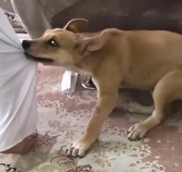 El valiente viaje de una madre desesperada para salvar a su cachorro herido-1