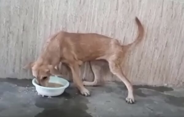 El valiente viaje de una madre desesperada para salvar a su cachorro herido-1