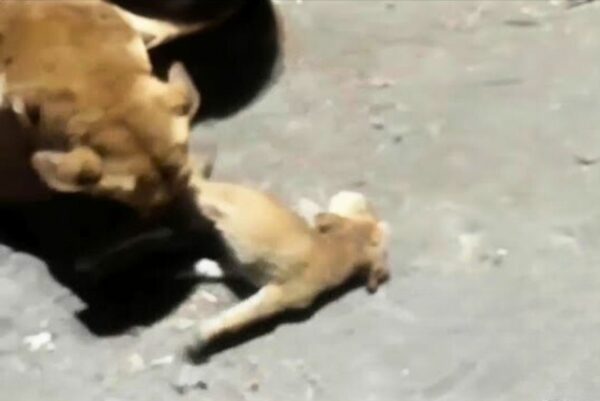 El valiente viaje de una madre desesperada para salvar a su cachorro herido-1
