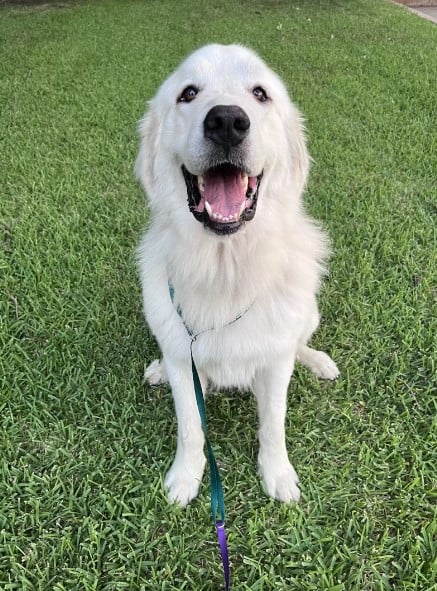 Discover How One Abandoned Dog's Smile Changed Everything-1