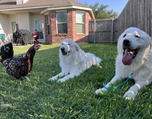 Discover How One Abandoned Dog's Smile Changed Everything-1