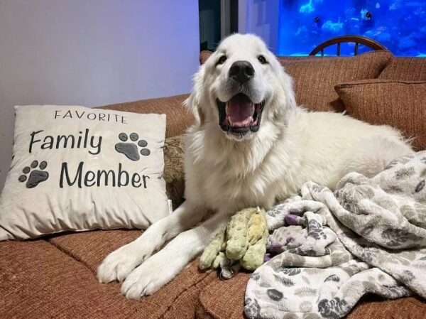 Discover How One Abandoned Dog's Smile Changed Everything-1