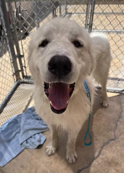 Discover How One Abandoned Dog's Smile Changed Everything-1