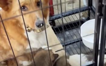 Perro ofrece una sorpresa inesperada a un amable extraño y altera ambas vidas para siempre-1