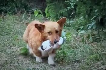 Perro ofrece una sorpresa inesperada a un amable extraño y altera ambas vidas para siempre-1