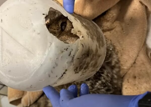 Dramatic Rescue: Animal Saved from Near-Death Experience-1