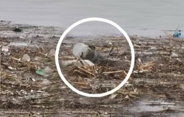 Dramatic Rescue: Animal Saved from Near-Death Experience-1