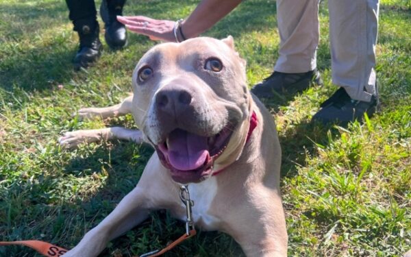 Las inquebrantables visitas de la familia derriten el corazón de un tímido perro de refugio-1