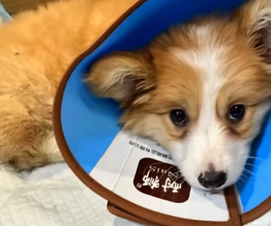 From Abandoned Pup to Jet-Setting Joy: The Unbelievable Journey of a ...