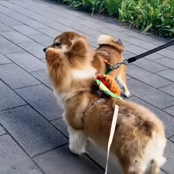 From Abandoned Pup to Jet-Setting Joy: The Unbelievable Journey of a Smiling Dog-1