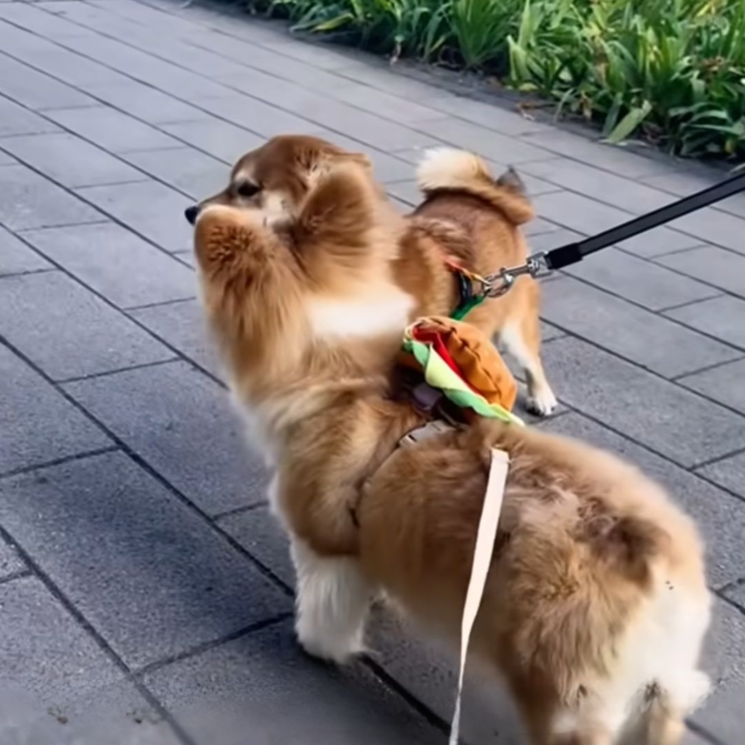 From Abandoned Pup to Jet-Setting Joy: The Unbelievable Journey of a ...