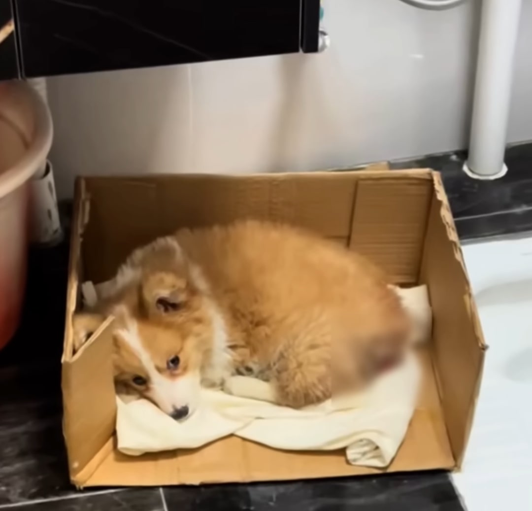 From Abandoned Pup to Jet-Setting Joy: The Unbelievable Journey of a ...
