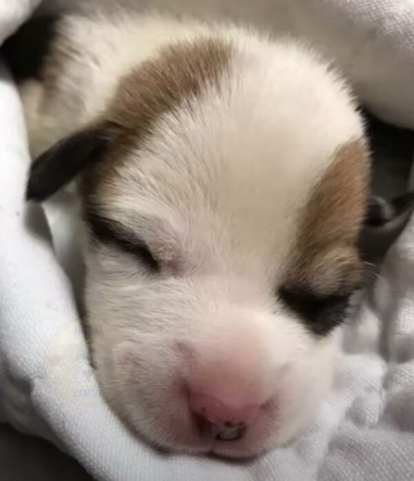 From Abandoned to Beloved: The Incredible Journey of a Puppy with a Malformed Leg-1