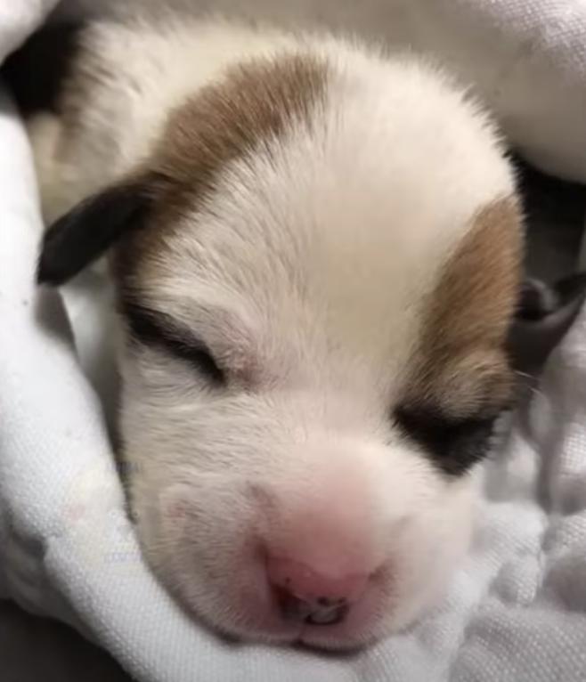 From Abandoned to Beloved: The Incredible Journey of a Puppy with a ...
