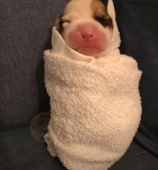 From Abandoned to Beloved: The Incredible Journey of a Puppy with a Malformed Leg-1