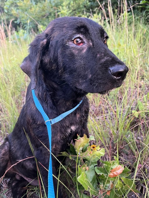 From Abandonment to Awe: The Transformation of an Orphaned Pup-1