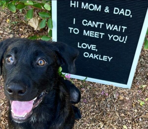 From Abandonment to Awe: The Transformation of an Orphaned Pup-1