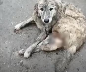 From Chains to Cheers: The Incredible Journey of Gary the Dog-1