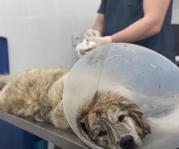From Chains to Cheers: The Incredible Journey of Gary the Dog-1