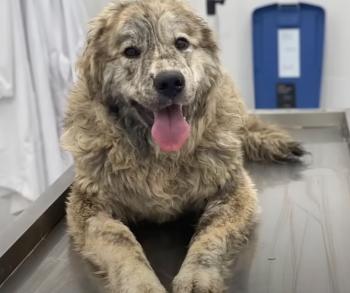 From Chains to Cheers: The Incredible Journey of Gary the Dog-1