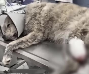 From Chains to Cheers: The Incredible Journey of Gary the Dog-1