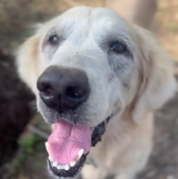 From Chains to Joy: The Dog Who Proved Love Can Heal-1