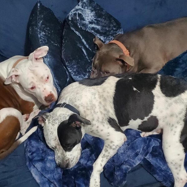 From Despair to Delight: How One Dog's Journey Will Tug at Your Heartstrings-1