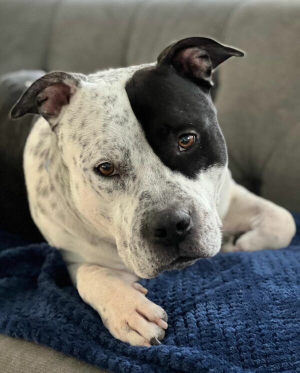 From Despair to Delight: How One Dog's Journey Will Tug at Your Heartstrings-1