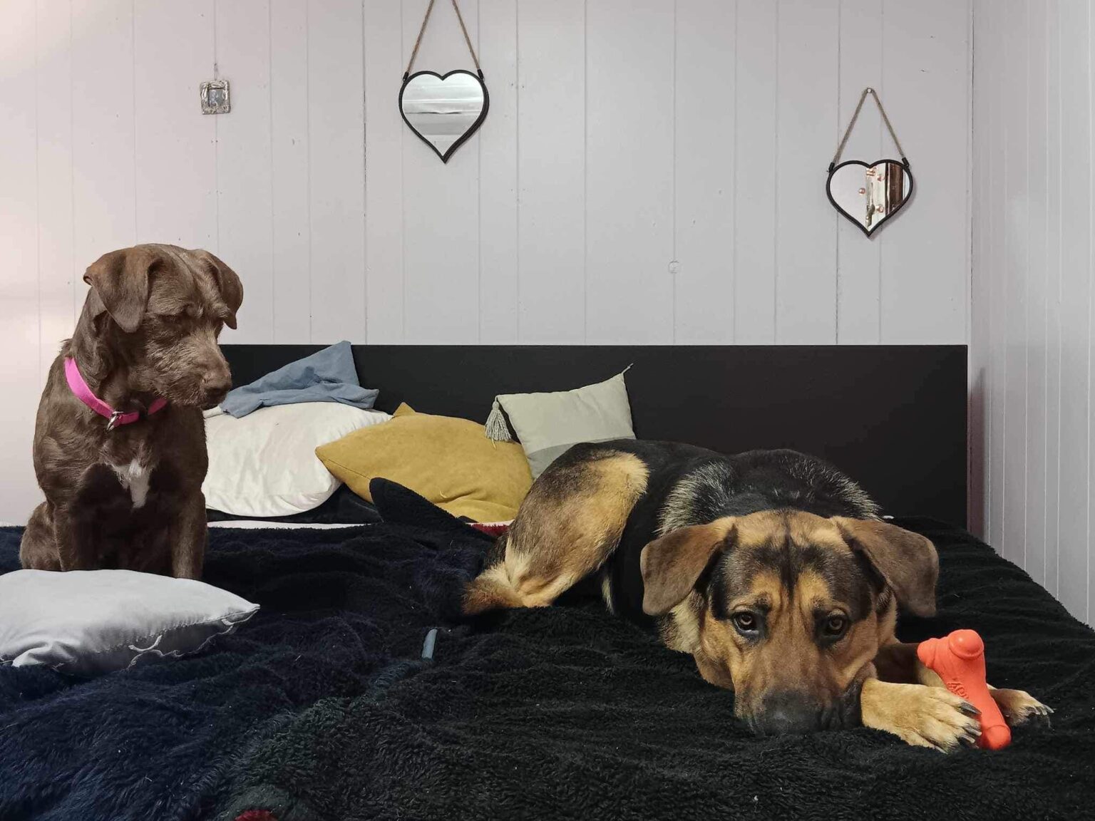 From Despair to Delight: The Incredible Journey of Two Stray Dogs