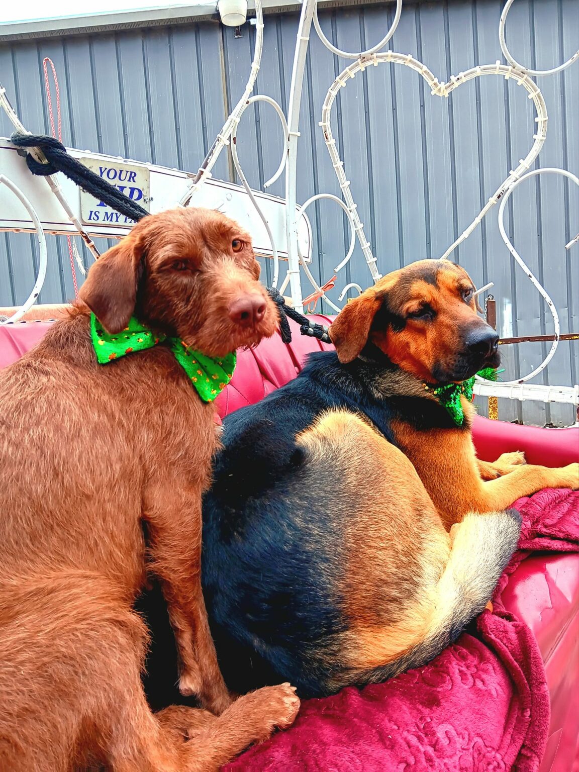 From Despair to Delight: The Incredible Journey of Two Stray Dogs