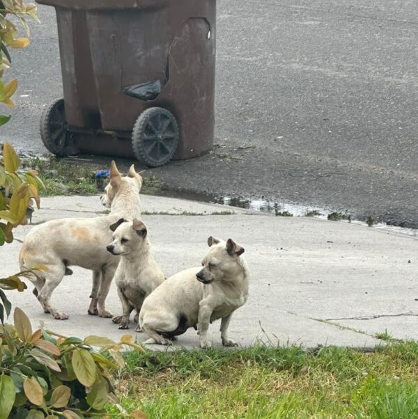 From Despair to Delight: The Incredible Transformation of Three Abandoned Pups-1
