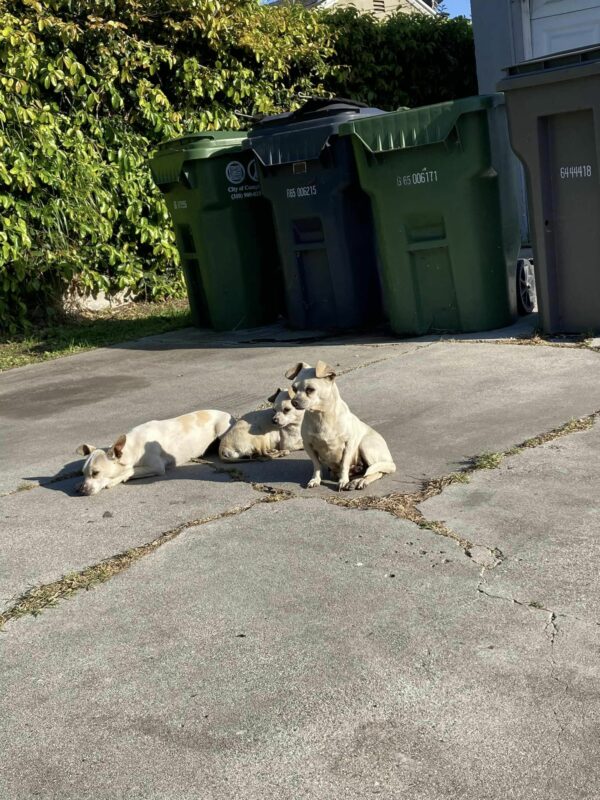 From Despair to Delight: The Incredible Transformation of Three Abandoned Pups-1