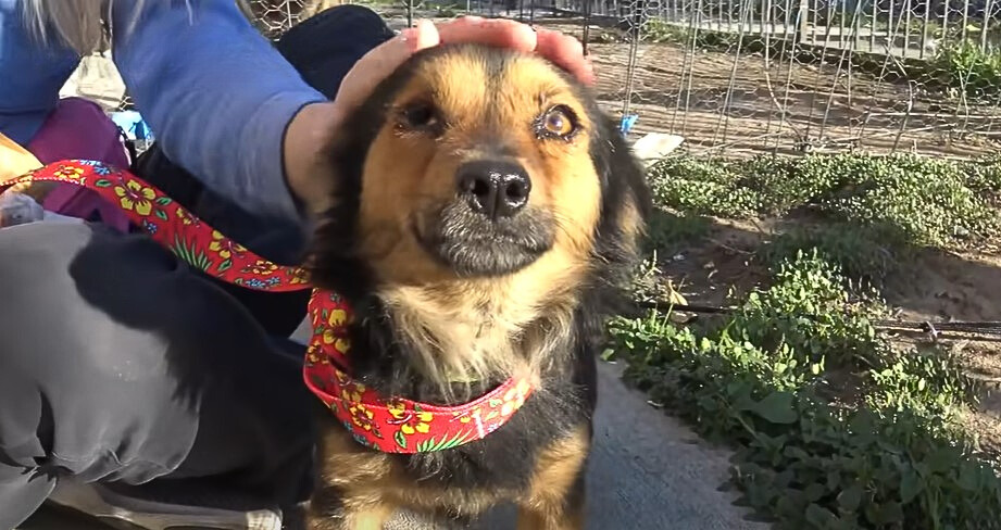 From Despair to Delight: The Unbelievable Journey of a Street Dog